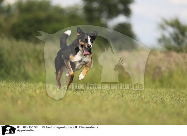 Appenzeller / Appenzell Mountain Dog / KB-15138