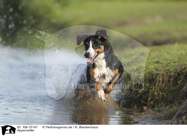 Appenzeller / Appenzell Mountain Dog / KB-15147