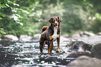 Appenzeller Sennenhund