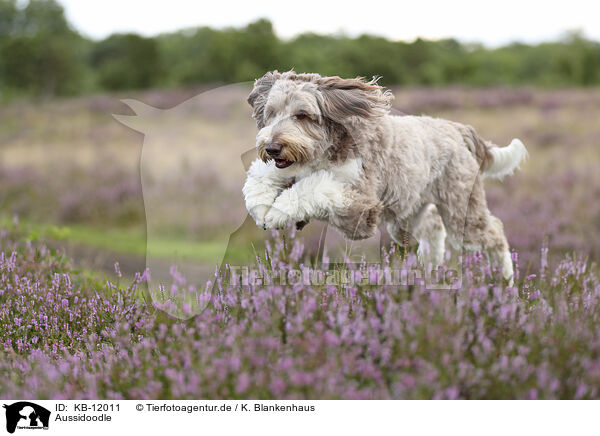 Aussidoodle / Aussidoodle / KB-12011