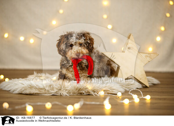 Aussiedoodle in Weihnachtsdeko / Aussiedoodle in Christmas decoration / KB-16877