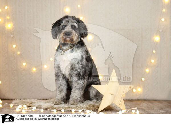 Aussiedoodle in Weihnachtsdeko / Aussiedoodle in Christmas decoration / KB-16880