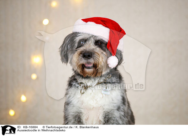 Aussiedoodle in Weihnachtsdeko / Aussiedoodle in Christmas decoration / KB-16884