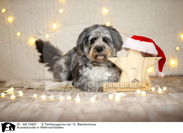 Aussiedoodle in Weihnachtsdeko / Aussiedoodle in Christmas decoration / KB-16887