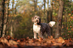 ausgewachsener Aussidoodle