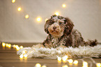 Aussiedoodle in Weihnachtsdeko