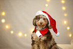 Aussiedoodle in Weihnachtsdeko