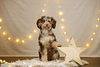 Aussiedoodle in Weihnachtsdeko