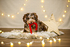 Aussiedoodle in Weihnachtsdeko