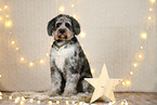 Aussiedoodle in Weihnachtsdeko