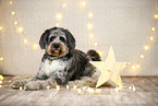 Aussiedoodle in Weihnachtsdeko