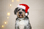 Aussiedoodle in Weihnachtsdeko