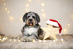 Aussiedoodle in Weihnachtsdeko