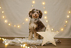 Aussiedoodle in Weihnachtsdeko