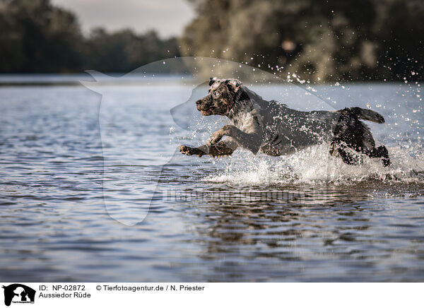 Aussiedor Rde / male Aussiedor / NP-02872