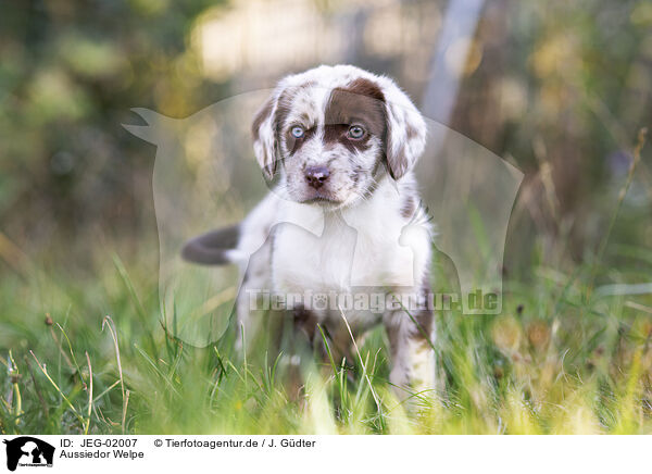 Aussiedor Welpe / Aussiedor Puppy / JEG-02007