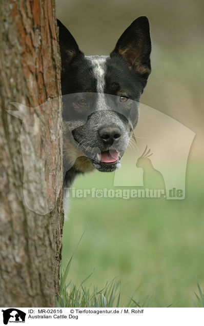 Australian Cattle Dog / Australian Cattle Dog / MR-02616