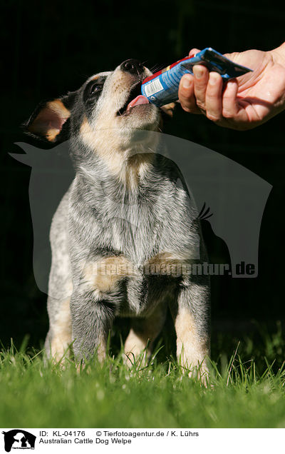 Australian Cattle Dog Welpe / Australian Cattle Dog Puppy / KL-04176