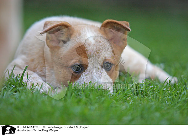 Australian Cattle Dog Welpe / MB-01433