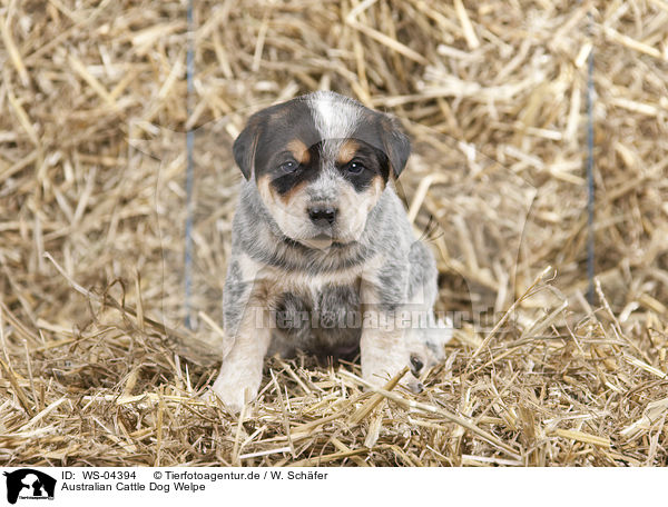 Australian Cattle Dog Welpe / Australian Cattle Dog Puppy / WS-04394