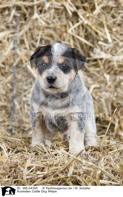 Australian Cattle Dog Welpe / Australian Cattle Dog Puppy / WS-04395