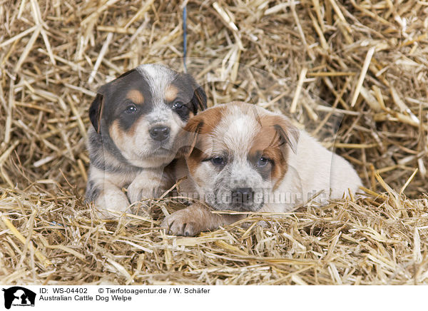 Australian Cattle Dog Welpe / Australian Cattle Dog Puppy / WS-04402