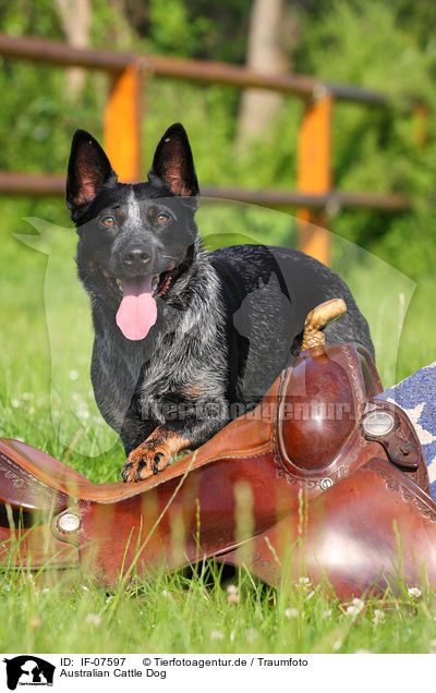 Australian Cattle Dog / IF-07597