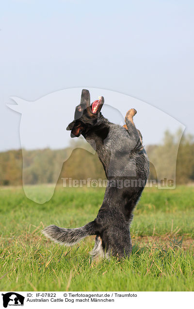 Australian Cattle Dog macht Mnnchen / IF-07822