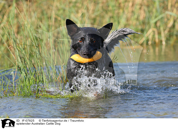 spielender Australian Cattle Dog / IF-07825