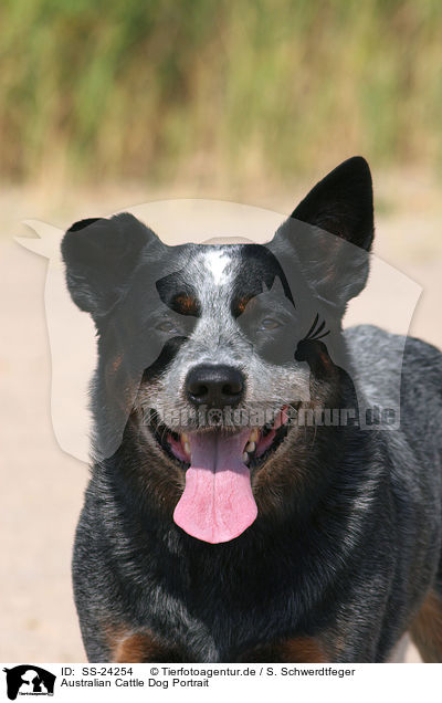 Australian Cattle Dog Portrait / Australian Cattle Dog Portrait / SS-24254