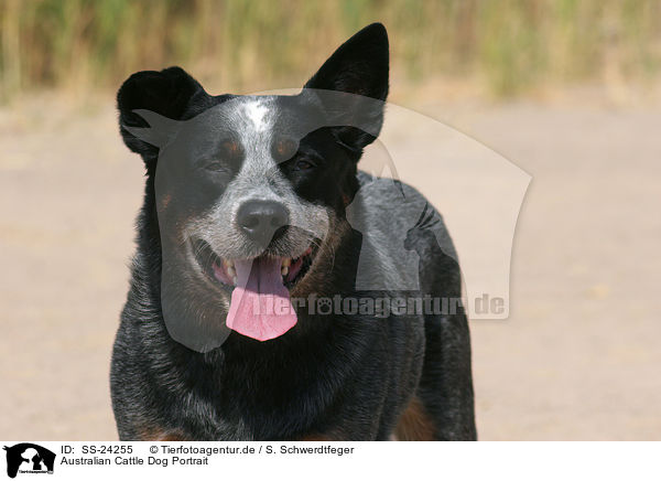 Australian Cattle Dog Portrait / Australian Cattle Dog Portrait / SS-24255