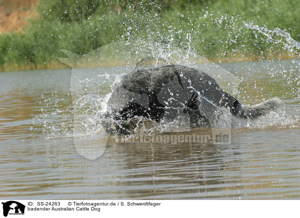 badender Australian Cattle Dog / bathing Australian Cattle Dog / SS-24263