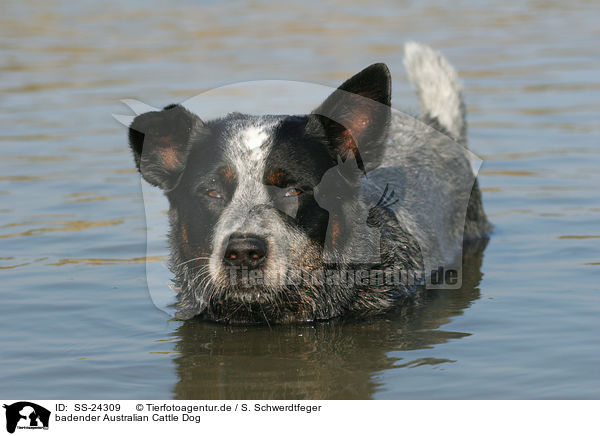 badender Australian Cattle Dog / bathing Australian Cattle Dog / SS-24309