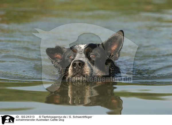 schwimmender Australian Cattle Dog / swimming Australian Cattle Dog / SS-24313