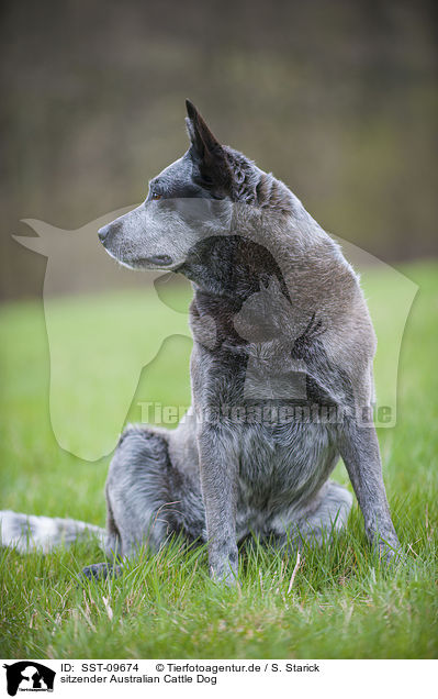 sitzender Australian Cattle Dog / SST-09674