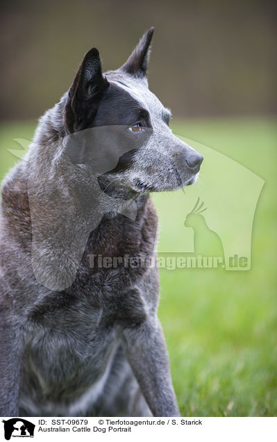 Australian Cattle Dog Portrait / Australian Cattle Dog Portrait / SST-09679