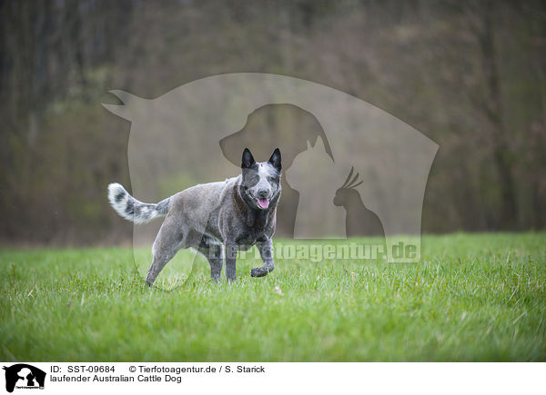 laufender Australian Cattle Dog / walking Australian Cattle Dog / SST-09684