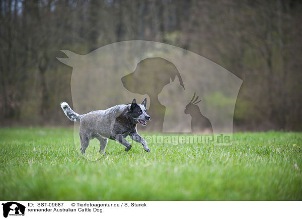 rennender Australian Cattle Dog / running Australian Cattle Dog / SST-09687
