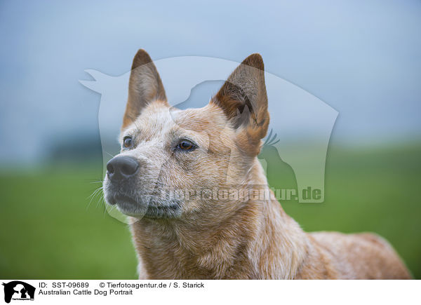 Australian Cattle Dog Portrait / Australian Cattle Dog Portrait / SST-09689