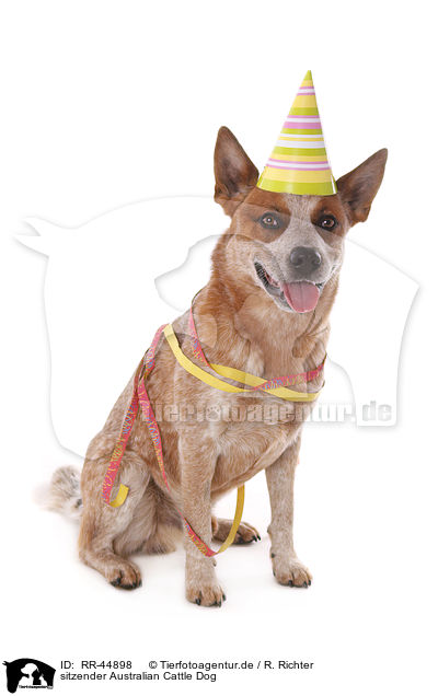 sitzender Australian Cattle Dog / sitting Australian Cattle Dog / RR-44898