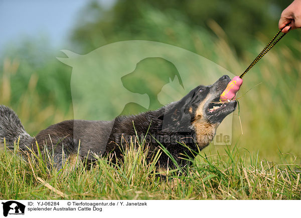 spielender Australian Cattle Dog / playing Australian Cattle Dog / YJ-06284