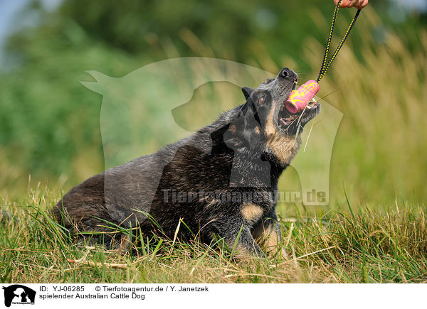 spielender Australian Cattle Dog / playing Australian Cattle Dog / YJ-06285