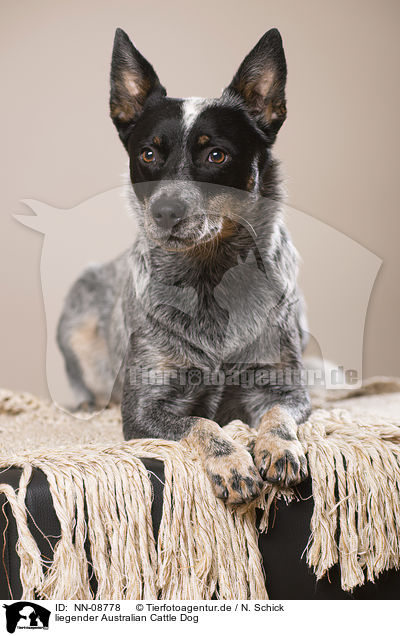 liegender Australian Cattle Dog / lying Australian Cattle Dog / NN-08778