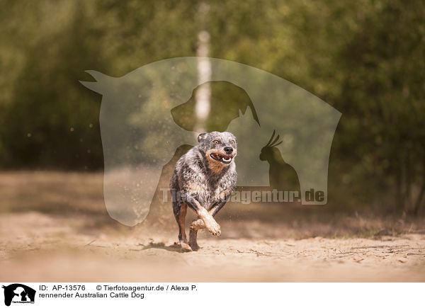 rennender Australian Cattle Dog / running Australian Cattle Dog / AP-13576