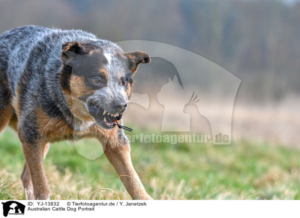 Australian Cattle Dog Portrait / Australian Cattle Dog Portrait / YJ-13832