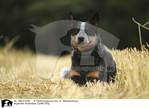 liegender Australian Cattle Dog / lying Australian Cattle Dog / KB-01008