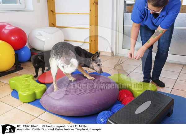Australian Cattle Dog und Katze bei der Tierphysiotherapie / Australian Cattle Dog and Cat in animal physiotherapy / CM-01847