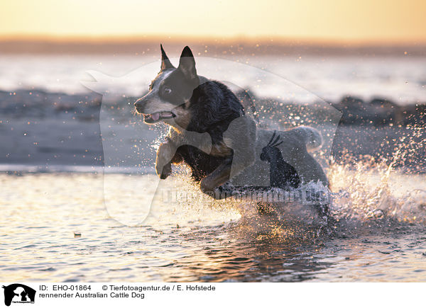 rennender Australian Cattle Dog / running Australian Cattle Dog / EHO-01864