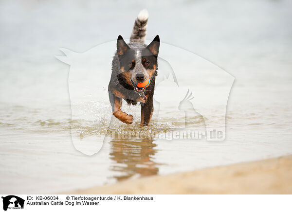 Australian Cattle Dog im Wasser / Australian Cattle Dog in the water / KB-06034