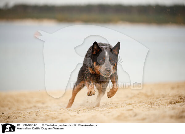 Australian Cattle Dog am Wasser / Australian Cattle Dog at lakeside / KB-06040
